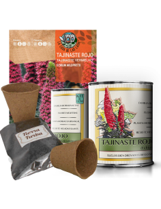 Kit Cultivo Plantas Tajinaste Rojo en Lata