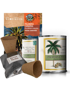 Kit Cultivo Palmera Canaria en Lata