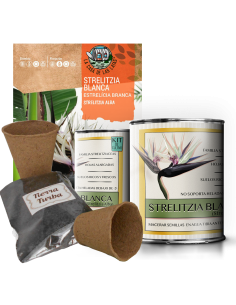Kit Cultivo Strelitzia Blanca en Lata