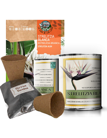 Kit Cultivo Strelitzia Blanca en Lata