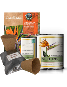Kit Cultivo Strelitzia en Lata