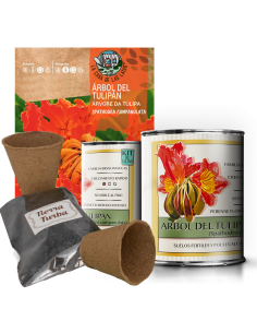 Kit Cultivo Árbol de Tulipan en Lata